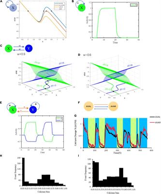 Fixed Point Attractor Theory Bridges Structure and Function in C. elegans Neuronal Network